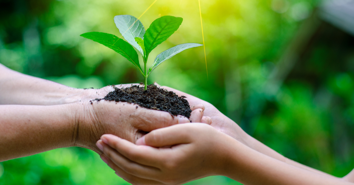 growing plant in hand